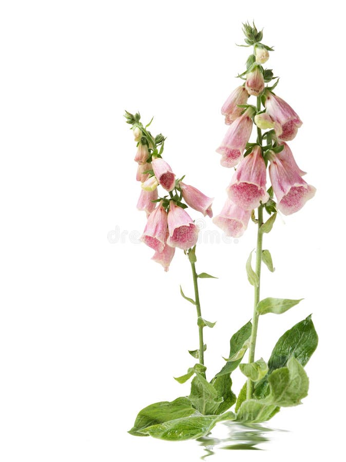 Foxglove flowers isolated on white. Foxglove flowers isolated on white