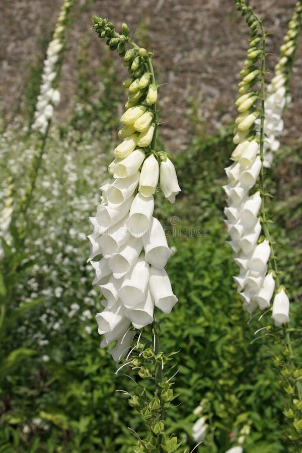 White rare and deadly foxglove flowers (digitalis) in a garden in summer. All parts of the plant is poisonous. Used in the pharmaceutical industry. White rare and deadly foxglove flowers (digitalis) in a garden in summer. All parts of the plant is poisonous. Used in the pharmaceutical industry.