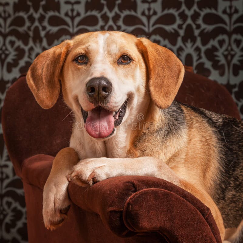 Foxhound stock image Foxhound stock image