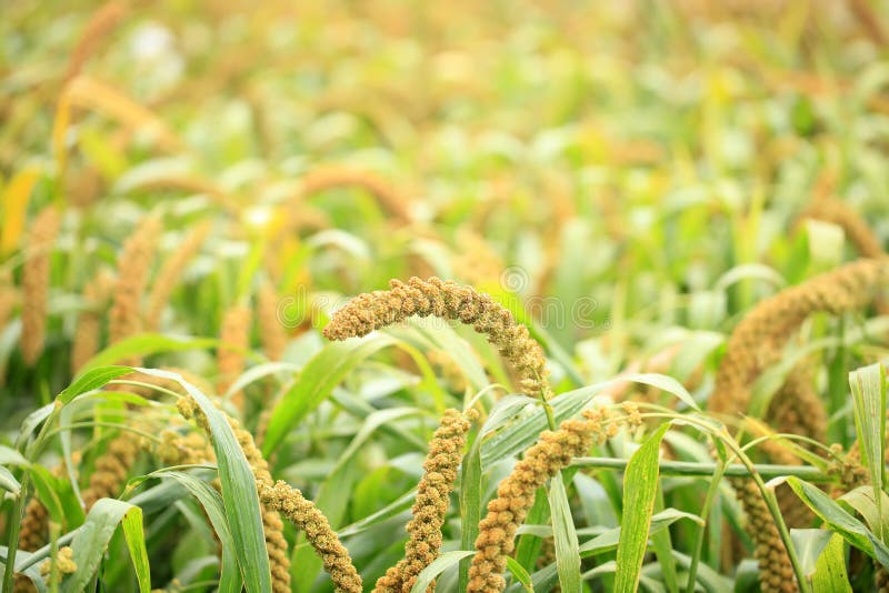 Foxtail millet stock photo. Image of cereal, green, farming 174935102