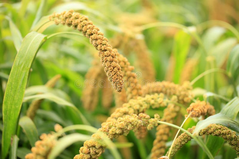 Foxtail millet stock image. Image of nature, corn, field 174935239