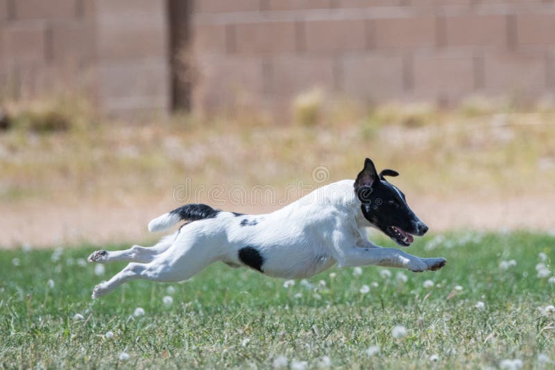 Fox terrier doing a lure course flying over the grass with no feet touching. Fox terrier doing a lure course flying over the grass with no feet touching