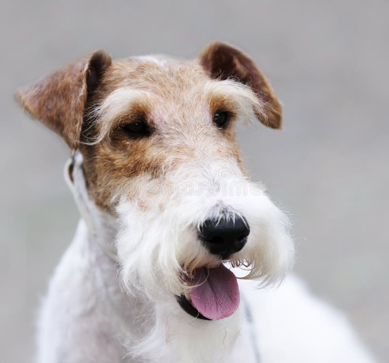 Foxterrierstående arkivfoto Foxterrierstående arkivfoto
