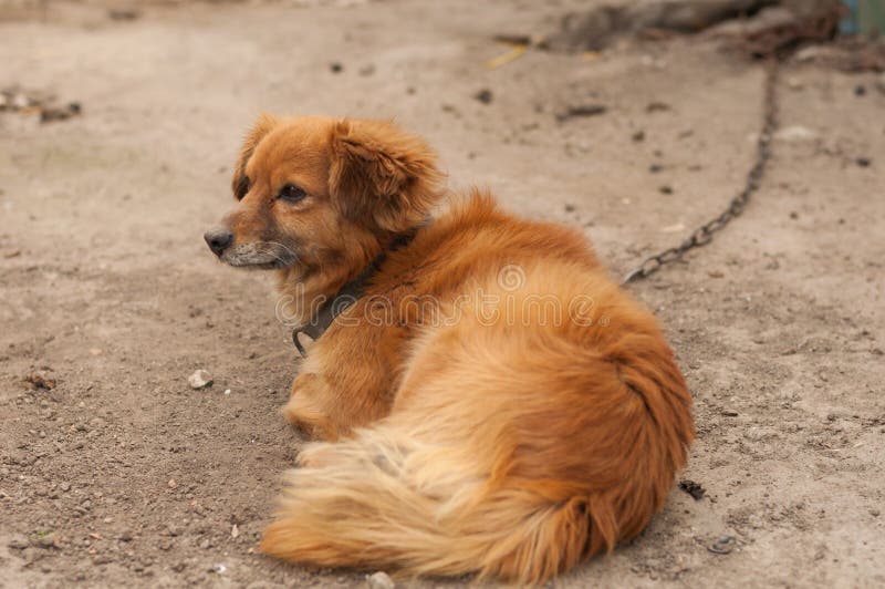 Foxy собака смотрит вперед стоковая фотография Foxy собака смотрит вперед стоковая фотография