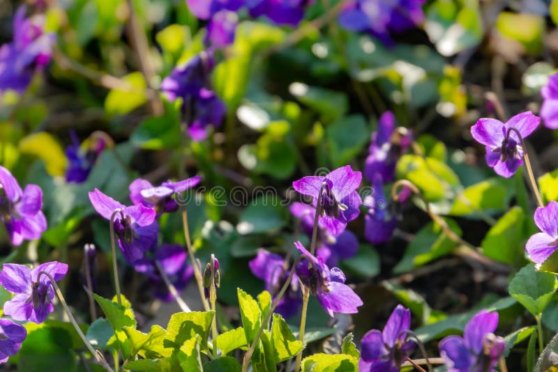 Foyer mou contre des violettes de for?t de ressort du soleil sur le fond du vert naturel brouill? T?tes des violettes tourn?es ve photo libre de droits Foyer mou contre des violettes de for?t de ressort du soleil sur le fond du vert naturel brouill? T?tes des violettes tourn?es ve photo libre de droits