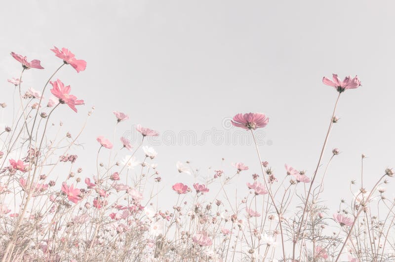 Foyer mou et fleurs brouillées de cosmos photo stock Foyer mou et fleurs brouillées de cosmos photo stock