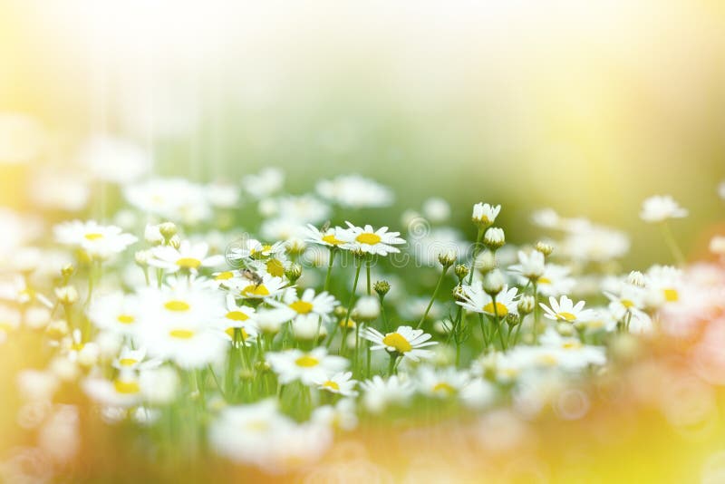 Foyer mou sur des fleurs de marguerite photo libre de droits Foyer mou sur des fleurs de marguerite photo libre de droits