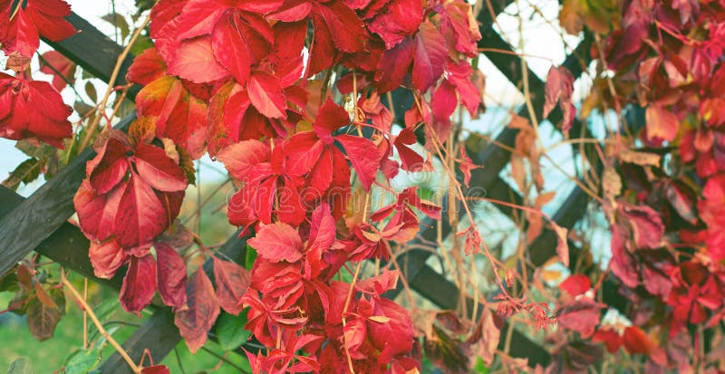 Foyer sélectif de parc naturel de feuillage d'usine d'automne de bannière de rétro de barrière de Beautiful paysage en bois rouge images stock Foyer sélectif de parc naturel de feuillage d'usine d'automne de bannière de rétro de barrière de Beautiful paysage en bois rouge images stock