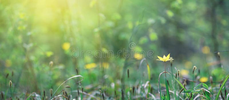 Foyer sélectif des fleurs de tulipe sauvage ou de tulipe des bois sur fond de la forêt décidue du printemps photographie stock libre de droits