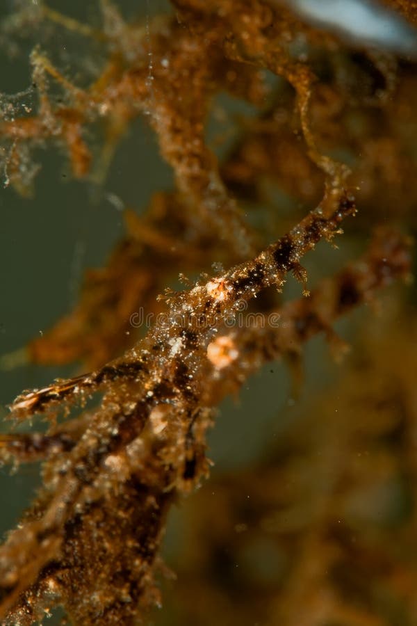 Fozzy ghost pipefish