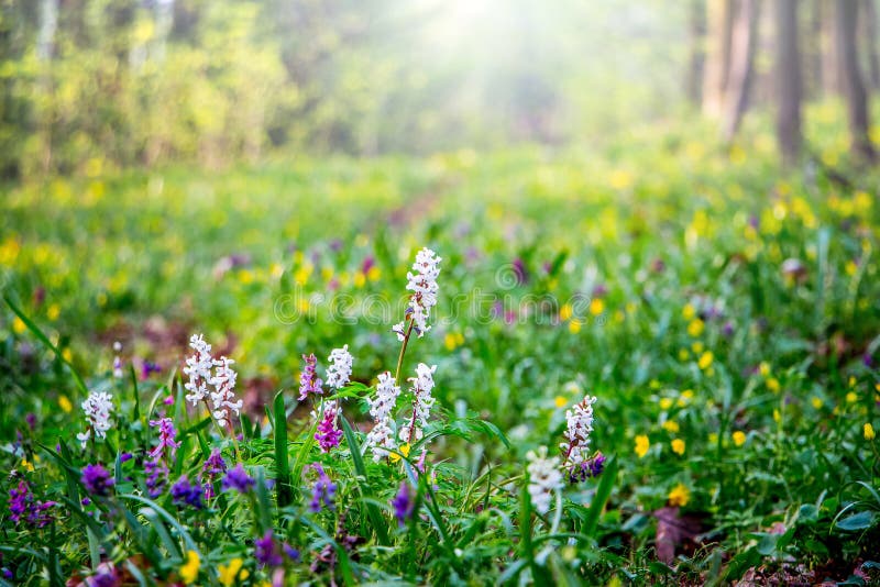 2 744 Fruhlingsblumen Im Wald Fotos Kostenlose Und Royalty Free Stock Fotos Von Dreamstime