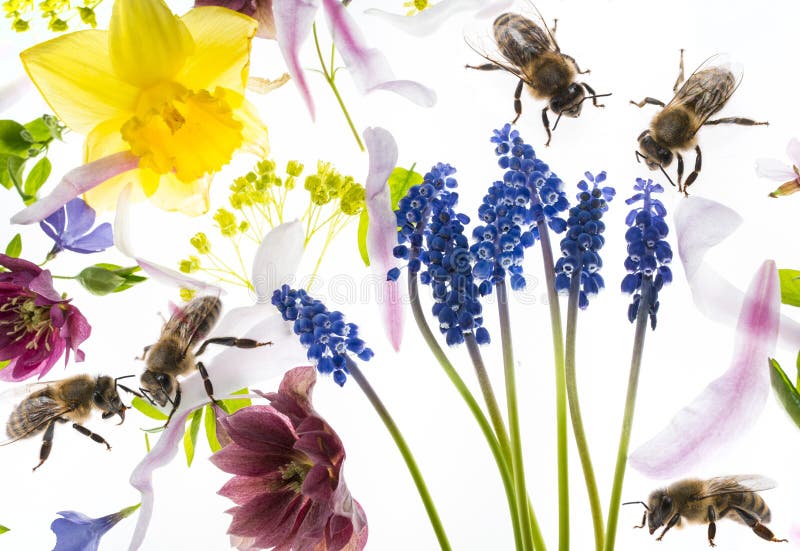 Fruhlingsblumen Und Bienen Fotos Kostenlose Und Royalty Free Stock Fotos Von Dreamstime