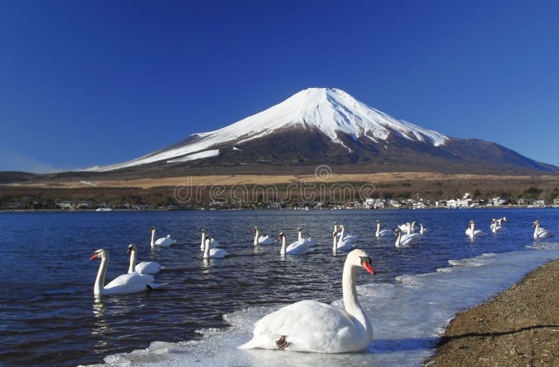 främre fuji mt deltagareswan arkivfoton främre fuji mt deltagareswan arkivfoton