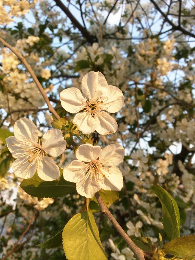 Fr?hlingsbaumbl?hen Bl?tennahaufnahme der Kirschbaumniederlassung im Fr?hjahr Blumen, die bei Sonnenuntergang bl?hen Kopieren Sie lizenzfreie stockbilder Fr?hlingsbaumbl?hen Bl?tennahaufnahme der Kirschbaumniederlassung im Fr?hjahr Blumen, die bei Sonnenuntergang bl?hen Kopieren Sie lizenzfreie stockbilder