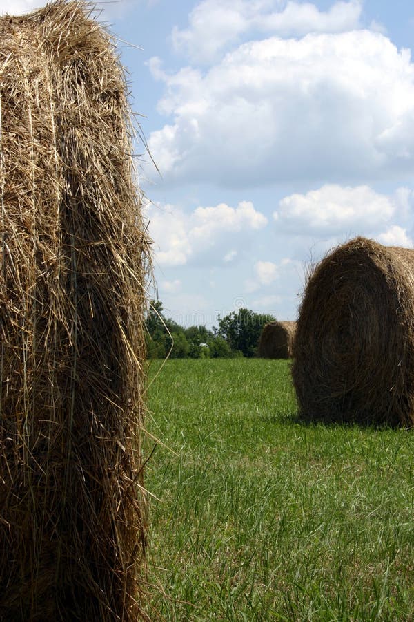 Fra le balle. Una foto di un certo pascolo che recentemente è stato tagliato ed imballato stato nelle grandi balle rotonde su un'azienda agricola nel Missouri. Ciò è una scena tipica di estate in questa contea.