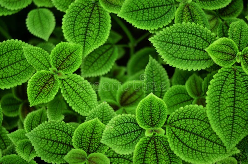 Fractais na natureza imagens de stock royalty free