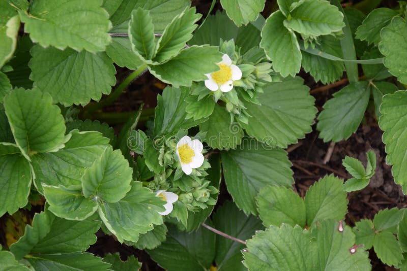 Fragaria φωτογραφία αποθεμάτων φύτευσης κηπουρικής εγκαταστάσεων φραουλών vesca στοκ φωτογραφία με δικαίωμα ελεύθερης χρήσης Fragaria φωτογραφία αποθεμάτων φύτευσης κηπουρικής εγκαταστάσεων φραουλών vesca στοκ φωτογραφία με δικαίωμα ελεύθερης χρήσης