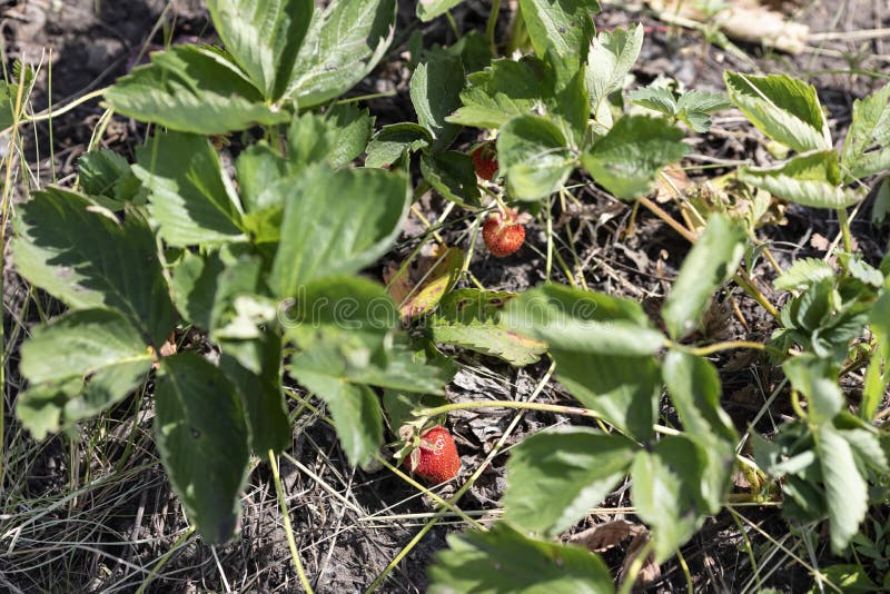 Fragariavesca - trädgårdjordgubbe royaltyfri foto Fragariavesca - trädgårdjordgubbe royaltyfri foto