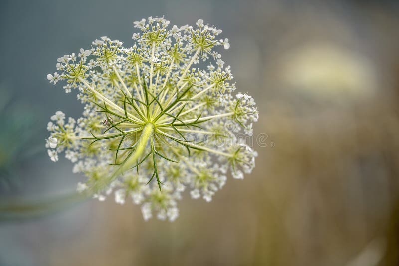 Fragile Dill Umbels on Summer Meadow