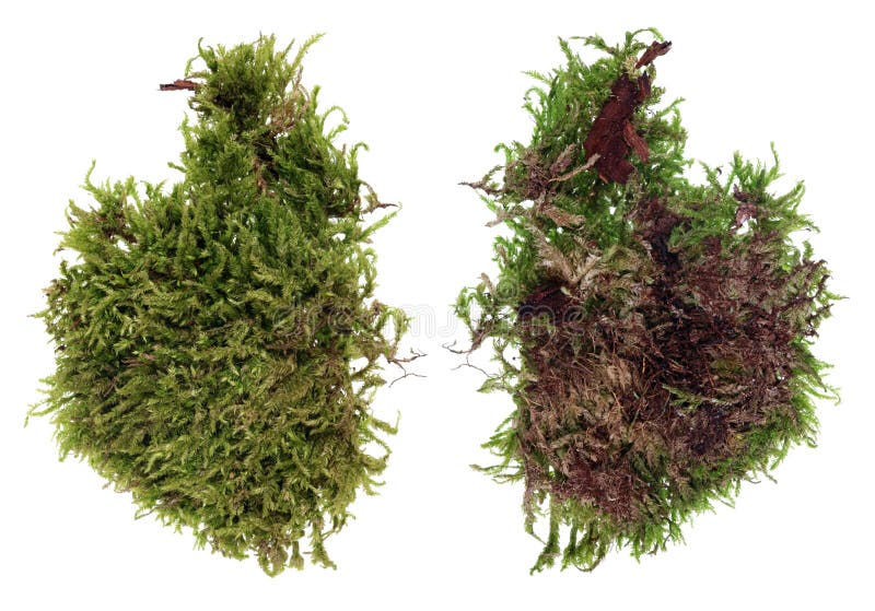 Fragment av den naturliga europeiska mossa för skoggräsplan och lavväxten isolerat arkivfoton Fragment av den naturliga europeiska mossa för skoggräsplan och lavväxten isolerat arkivfoton