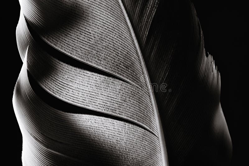 Bird`s feather, close-up. stock images