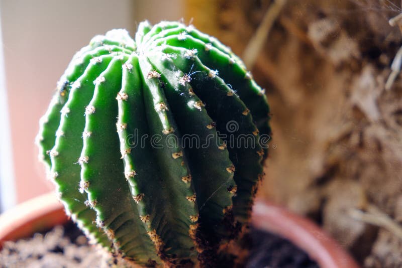 Fragment de cactus du mur de briques d'adobe Briques faites à partir du mélange de l'argile et de la paille Fond rustique Texture images libres de droits Fragment de cactus du mur de briques d'adobe Briques faites à partir du mélange de l'argile et de la paille Fond rustique Texture images libres de droits