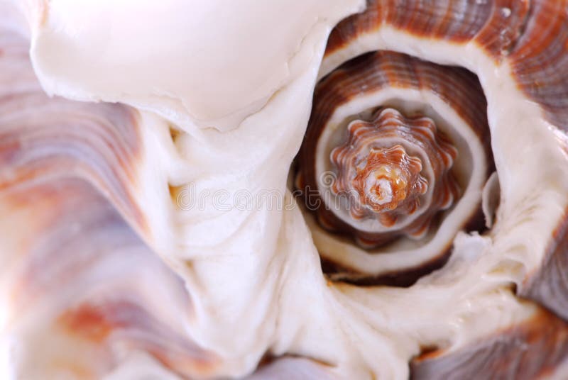 Fragment de Seashell image stock Fragment de Seashell image stock