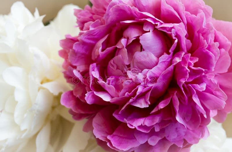 Fragment des Blumenstraußes Blumenpfingstrosennahaufnahme lizenzfreies stockfoto