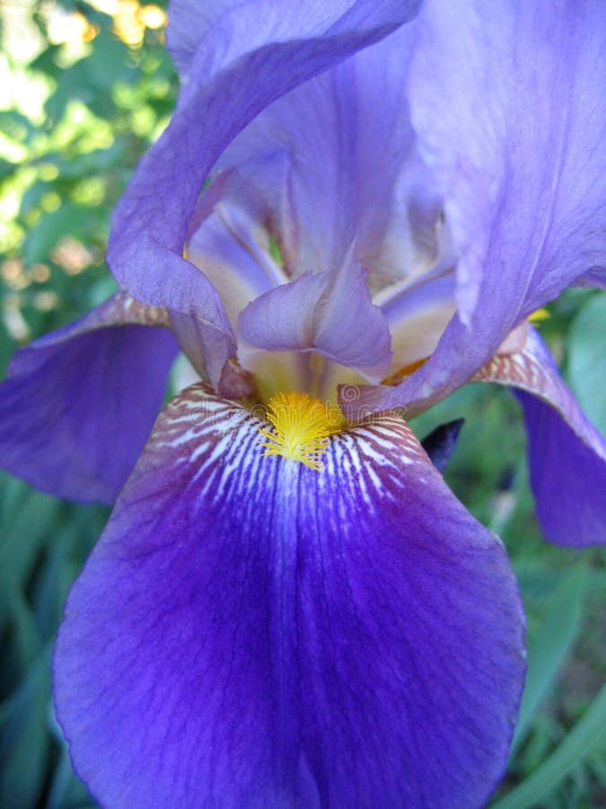 Fragment of iris flower royalty free stock images
