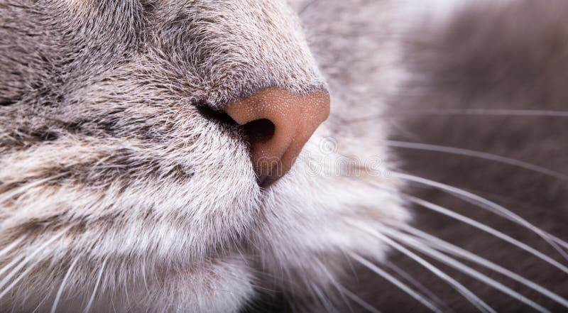 cat faqt nose cat faqt nose