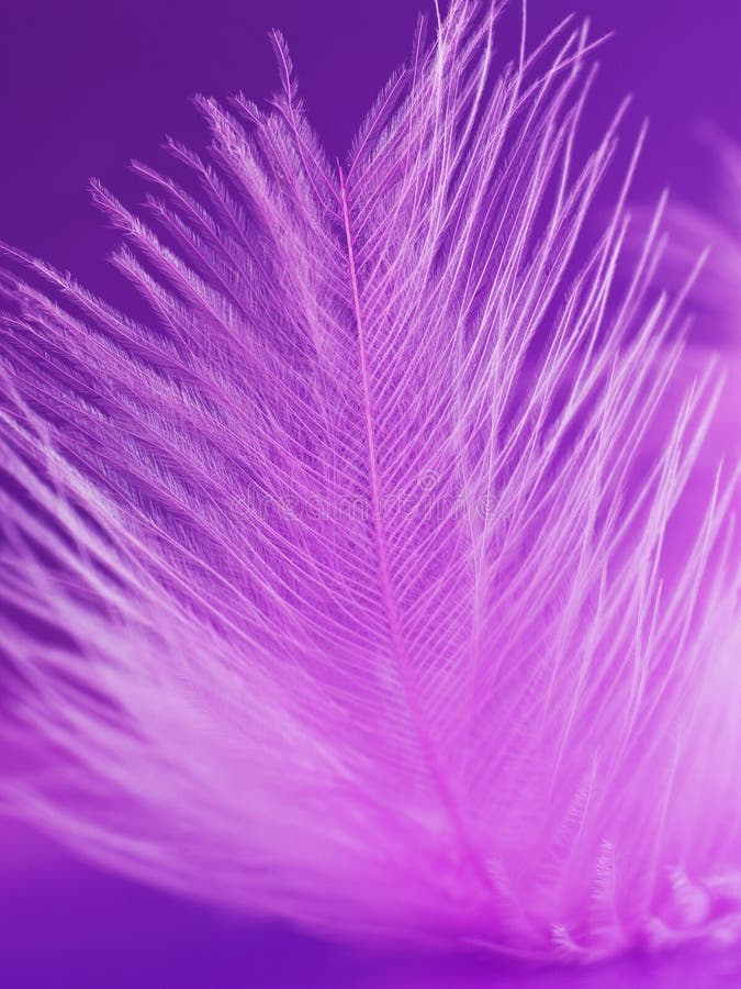 Pink feathers stock photo. Image of detail, conceptual 1449626