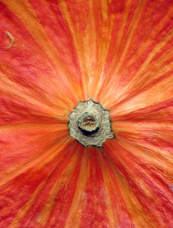 Fragment of pumpkin