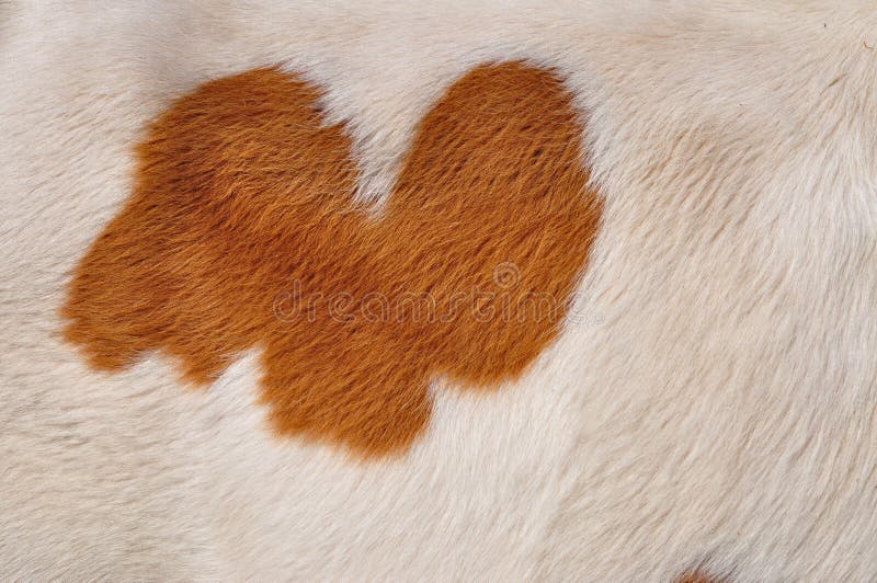 Dairy cow skin stock image. Image of animal, daytime 18380641