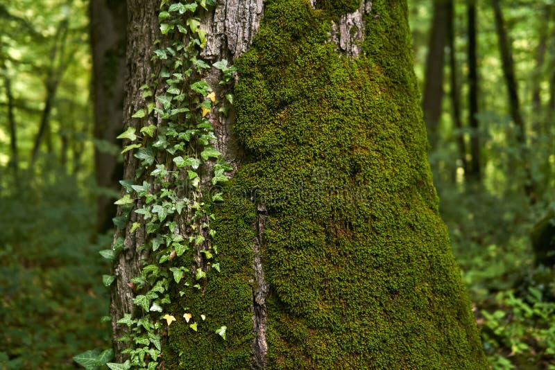 Fragment of a tree trunk with moss and bindweed royalty free stock photography