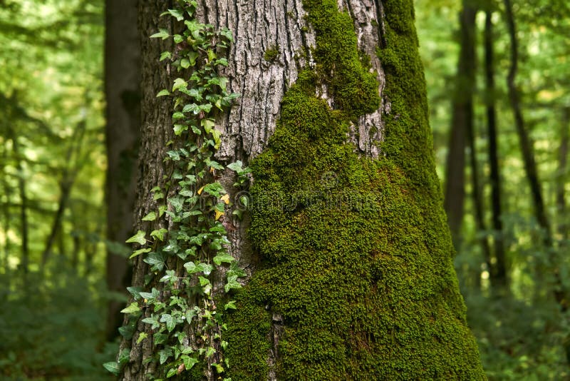 Fragment of a tree trunk with moss and bindweed stock photography