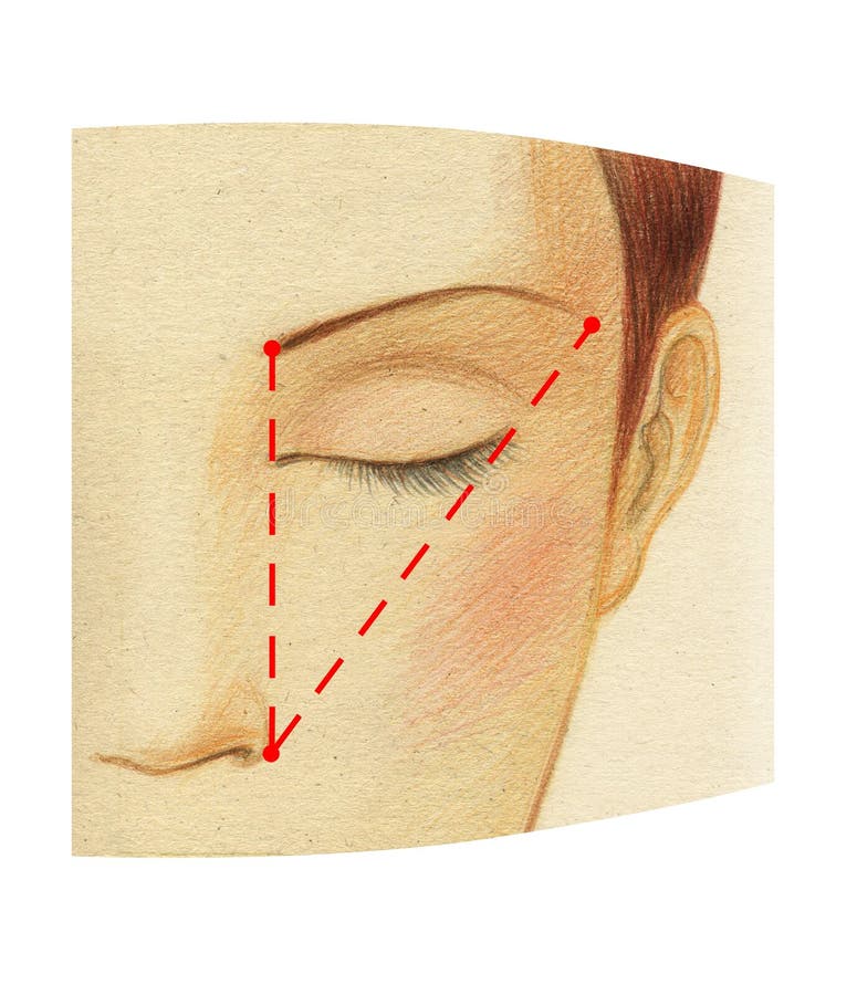 Fragment of a woman`s face with close eyes. The scheme of constructing the ideal length of the eyebrow vector illustration
