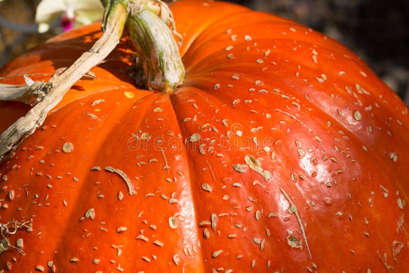 Fragmento de abóbora grande e madura imagens de stock royalty free