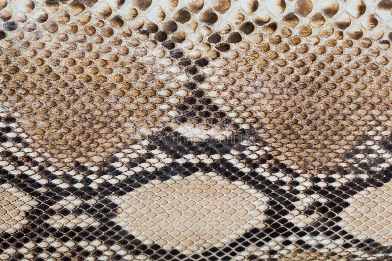 Fragmento de la piel de serpiente fotografía de archivo Fragmento de la piel de serpiente fotografía de archivo