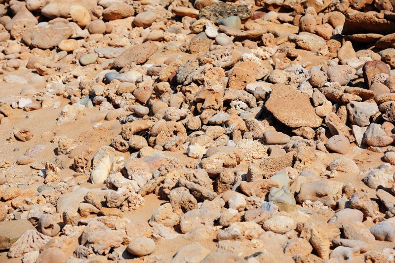Fragments of corals and shells on the coast of the Arabian Sea i stock photos Fragments of corals and shells on the coast of the Arabian Sea i stock photos