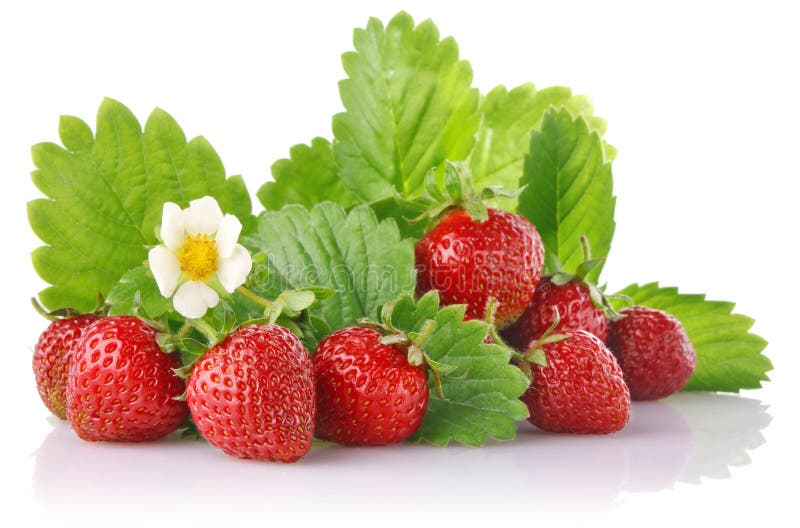 Fragola matura con i fogli verdi fotografia stock libera da diritti