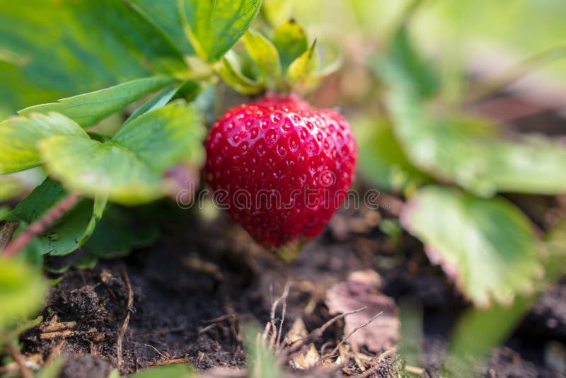 Fragola matura rossa nel giardino Macro