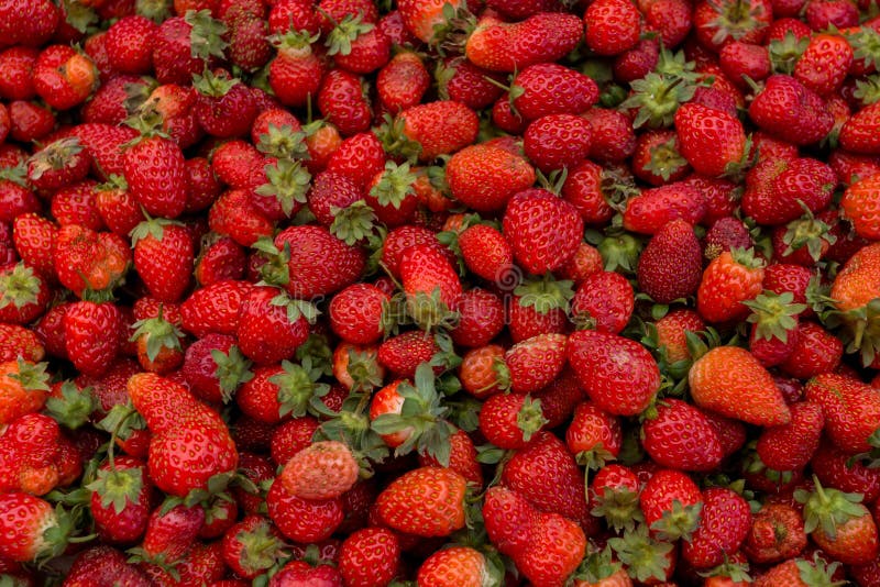 Fragola organica matura rossa fresca sul mercato degli agricoltori Fondo della bacca del primo piano Alimento sano del vegano immagine stock libera da diritti Fragola organica matura rossa fresca sul mercato degli agricoltori Fondo della bacca del primo piano Alimento sano del vegano immagine stock libera da diritti