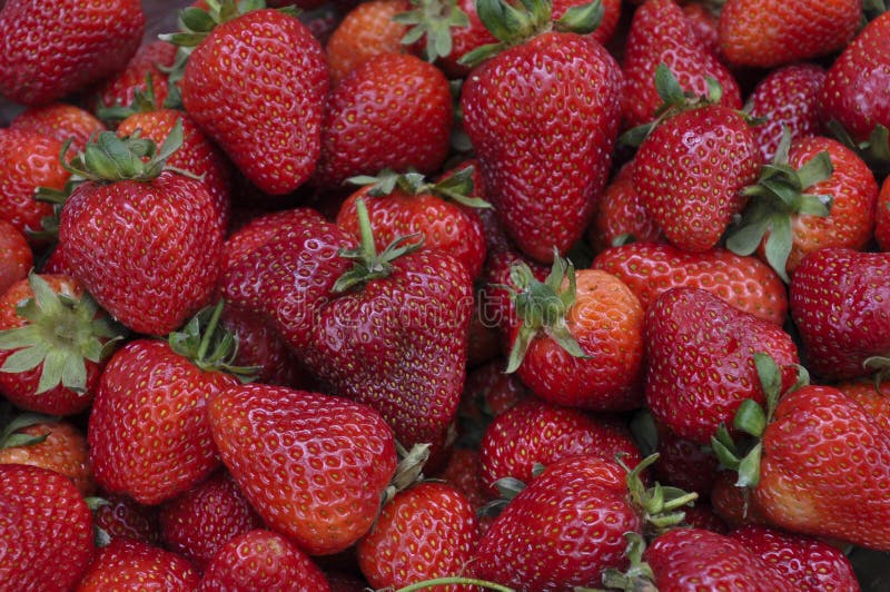 Fragola - struttura completa immagine stock libera da diritti Fragola - struttura completa immagine stock libera da diritti