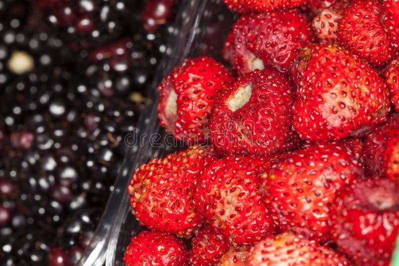 Fragole e fondo delle more Macro alta vicina della priorità alta immagini stock libere da diritti Fragole e fondo delle more Macro alta vicina della priorità alta immagini stock libere da diritti