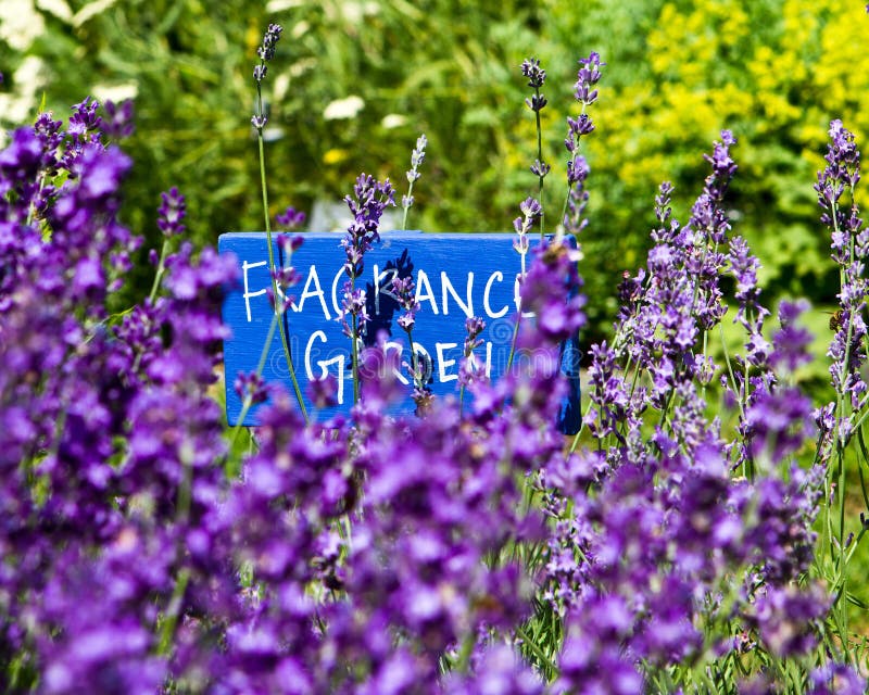 Fragrance garden stock photo. Image of happy, fragrance 27025300