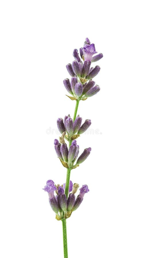 Fragrant fresh lavender flowers branch isolated on white