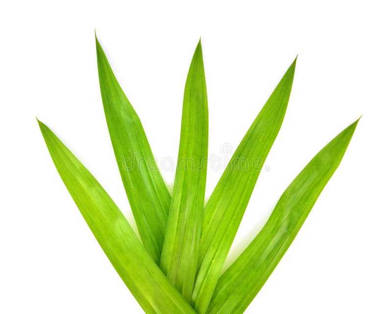 Pandanus Palm, Fragrant Pandan, Pandom wangi isolated on white background. Cockroach isolated water stock images, royalty-free photos and pictures