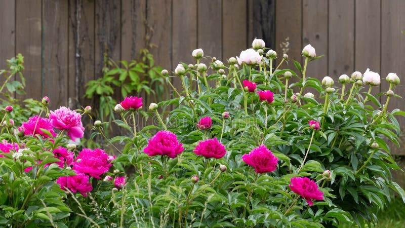 Fragrant peonies flowers in the garden royalty free stock image Fragrant peonies flowers in the garden royalty free stock image