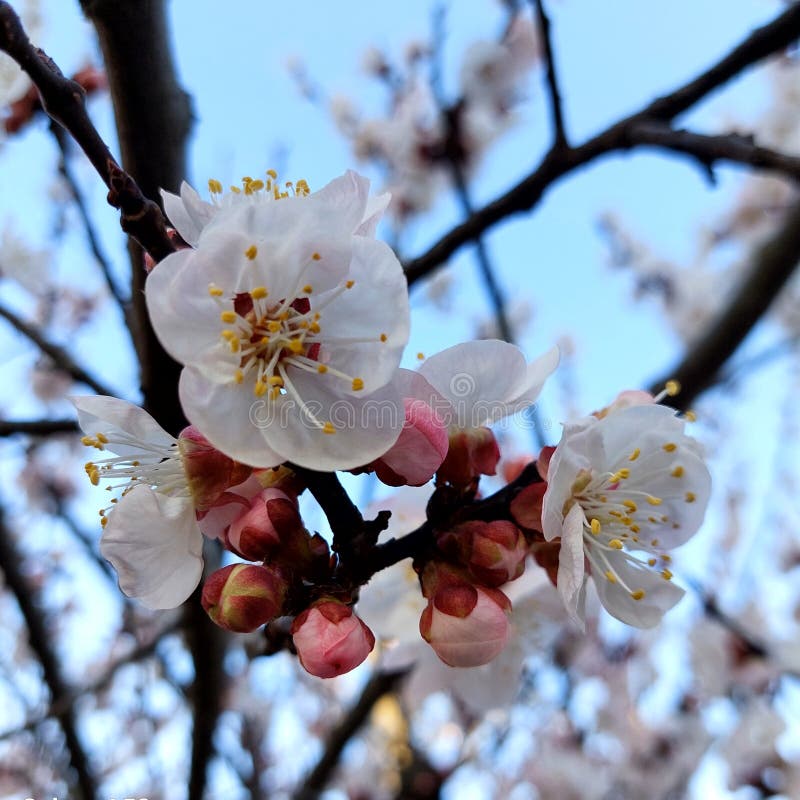 Fragrant petals of apricot flowgren arkivfoton