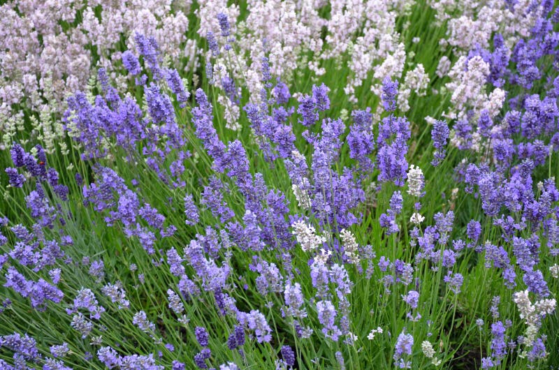 Purple lavender garden stock photo. Image of window, spring 58452982